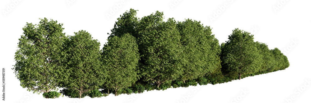 forest landscape, hedge as a natural border with green trees and shrubs, isolated on transparent background banner