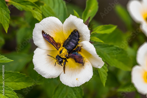 Carpenter bees are species in the genus Xylocopa of the subfamily Xylocopinae