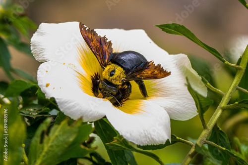 Carpenter bees are species in the genus Xylocopa of the subfamily Xylocopinae photo