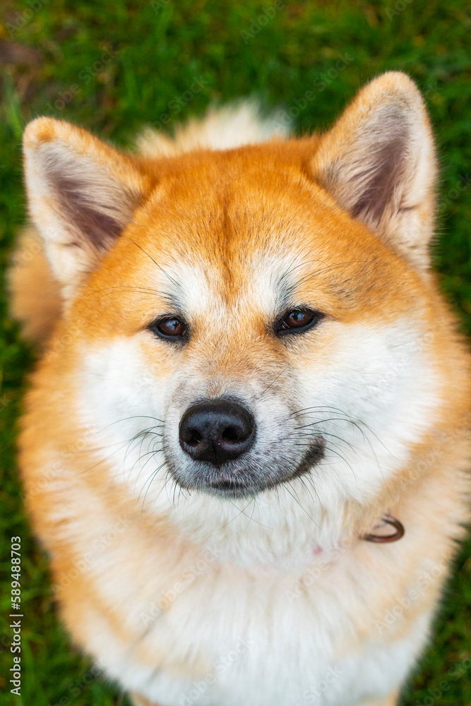 Akita dog nice portrait photo