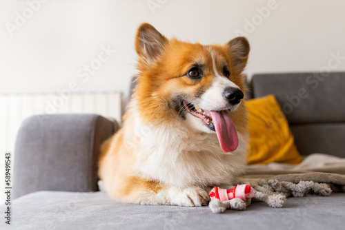 cute corgi dog with tongue hanging out eating his treat on the couch. Concept of treats for pets. lifestyle