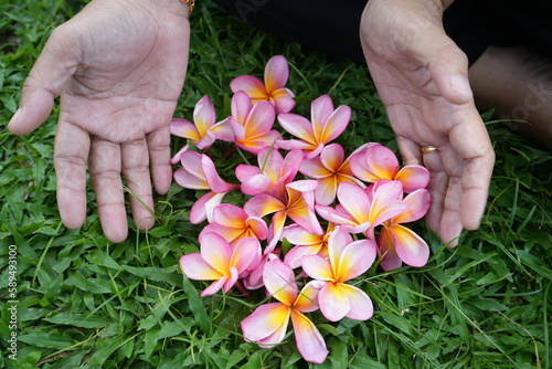 A number of pink flowers are in the meadow. Relaxation concept