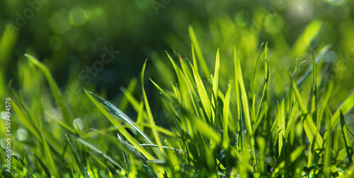 Bright green juicy grass on a blurry background. Soft focus.