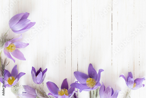 purple spring flowers on white wooden background