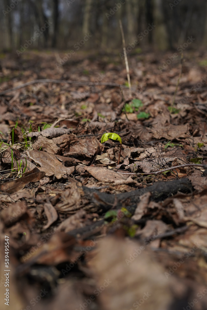 A green sprout spreads leaves among dry brown leaves on the ground in early spring. Sprouting of trees, shrubs and grasses in the wild. Close-up, blurred natural background, selective focus. A green sprout spreads leaves among dry brown leaves on the ground in early spring. Sprouting of trees, shrubs and grasses in the wild. Close-up, blurred natural background, selective focus.