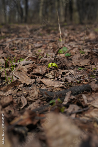 A green sprout spreads leaves among dry brown leaves on the ground in early spring. Sprouting of trees  shrubs and grasses in the wild. Close-up  blurred natural background  selective focus.