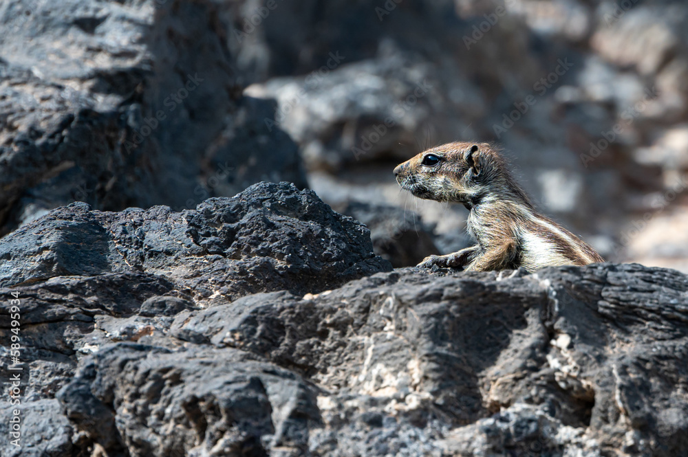 Barbary ground squirrel, atlantoxerus getulus, invasive species scavenging for food amongst rocks, Costa Calma, Fuerteventura Barbary ground squirrel, atlantoxerus getulus, invasive species scavenging for food amongst rocks, Costa Calma, Fuerteventura