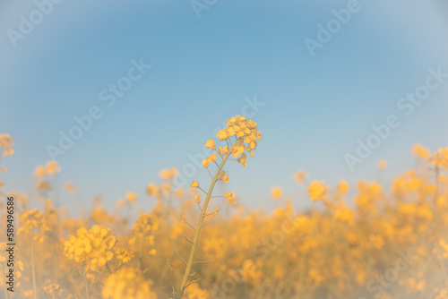 Field of rape blossoms in full bloom. Spring materials. Emotional pictures.