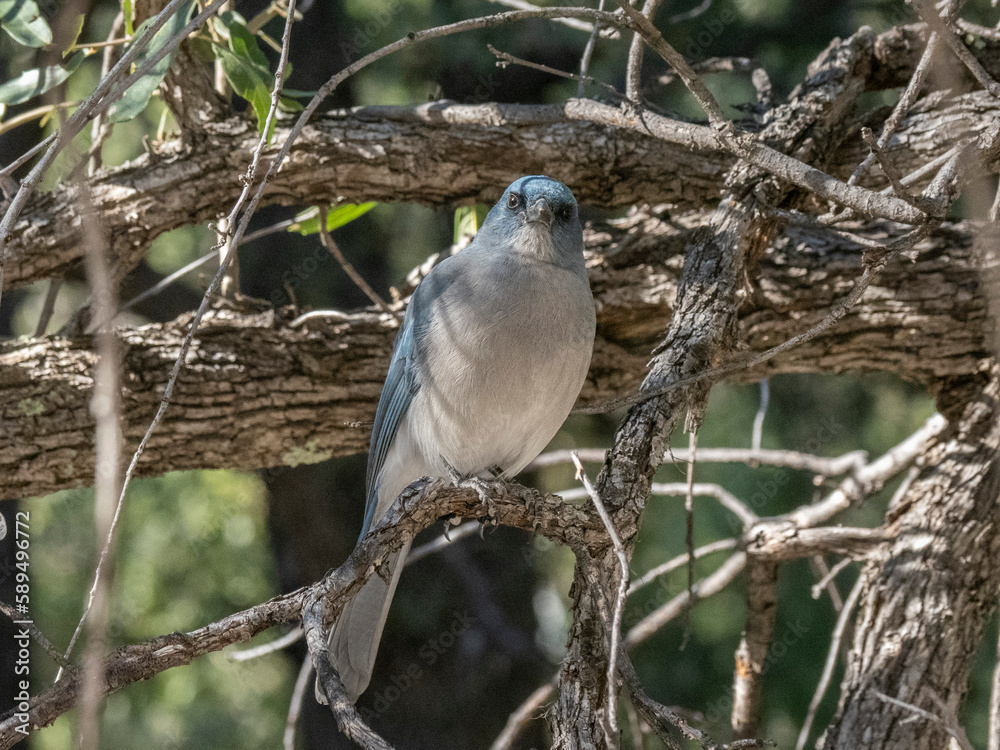 A Mexican jay (Aphelocoma wollweberi), in a tree in the Chiricahua National Monument, Arizona, Arizona A Mexican jay (Aphelocoma wollweberi), in a tree in the Chiricahua National Monument, Arizona, Arizona