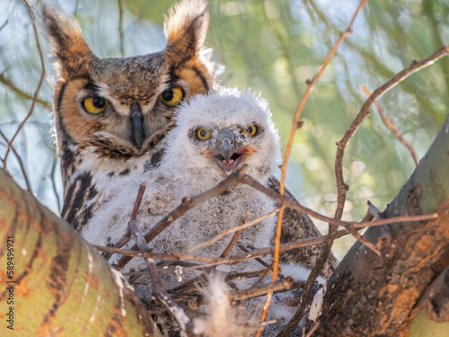 An adult great horned owl (Bubo virginianus), with chick sitting on a nest in Madera Canyon, southern Arizona, Arizona