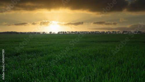 Early spring green field with new crops. Farm  agricultural landscape. Copy space background