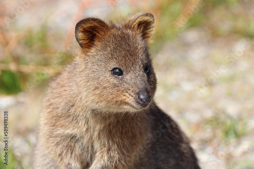 quokka at rottnest island (australia) 