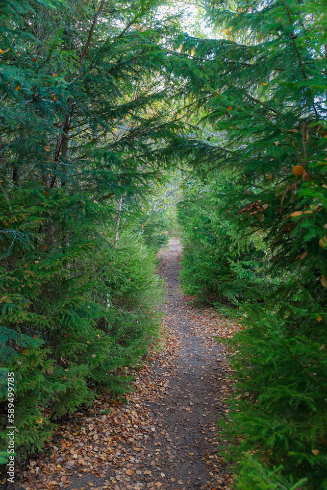 Narrow forest trail through evergreen fir trees. Fall season.