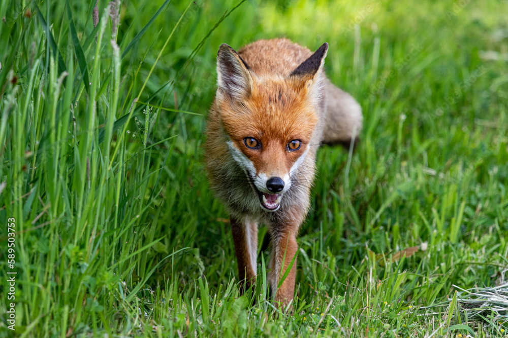 Fuchs im Gras. Fuchs im Gras.