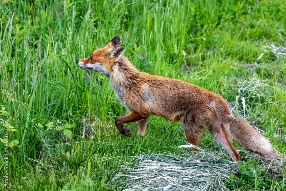 Fuchs im Gras.