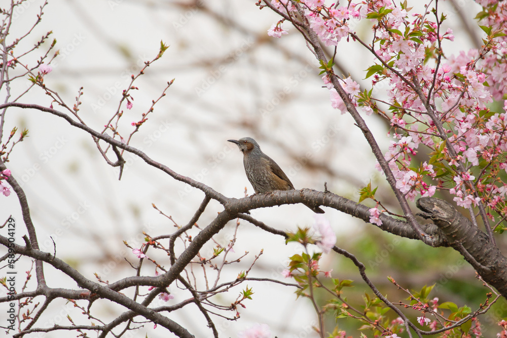 bird on a branch bird on a branch