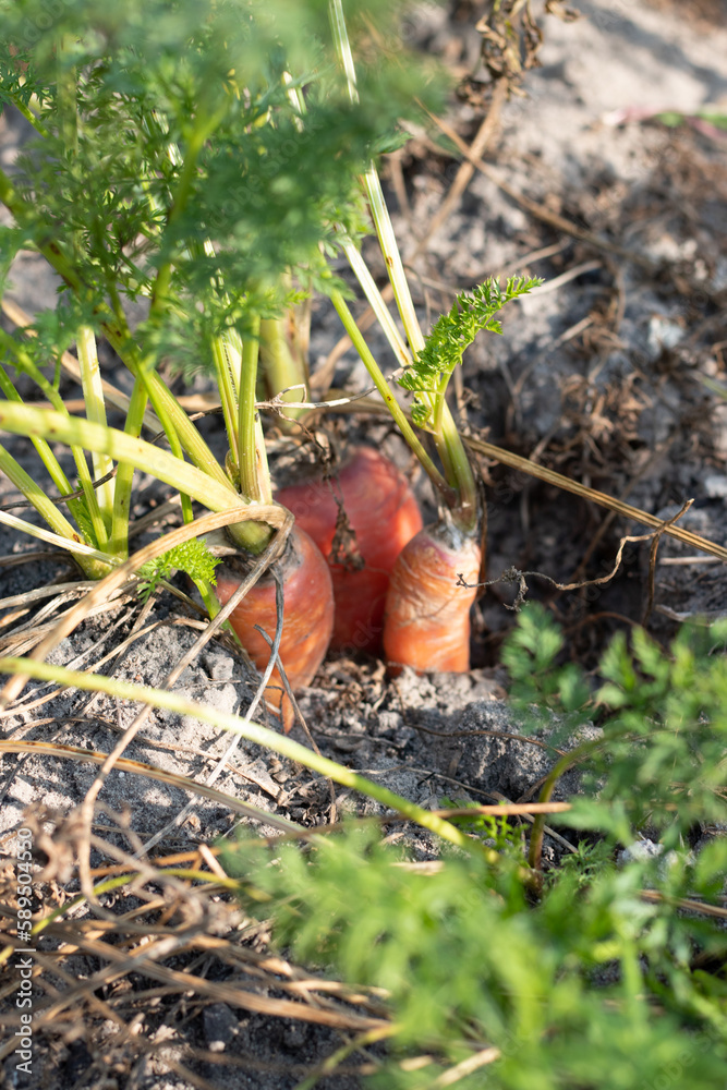 Growing carrots in the ground in an agricultural field Growing carrots in the ground in an agricultural field