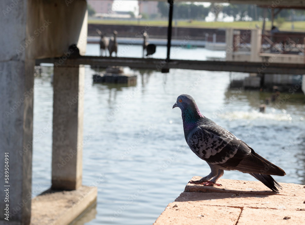 Obraz premium pigeon stands on a cement pole.