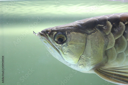 Asian arowana fish, Scleropages formosus, including Asian bonytongue, dragonfish, are native to Southeast Asia. photo