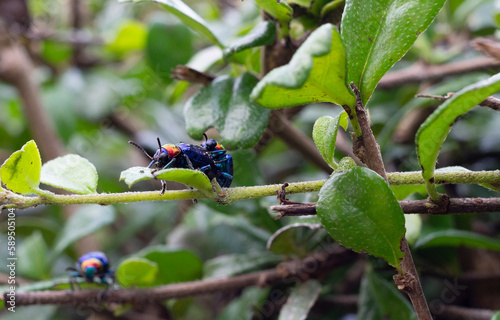 blue milkweed beetle has blue wings in nature background.