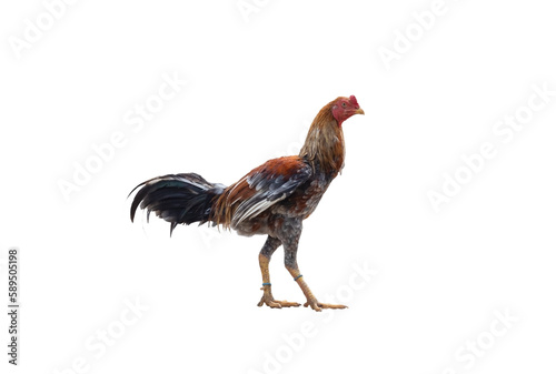 Rooster isolated on white background © Paveena