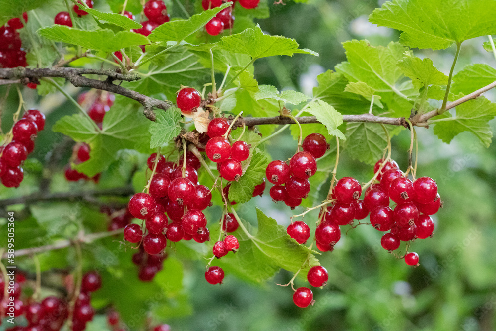 Growing red currant on the bush