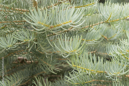 Close up green spruce needles
