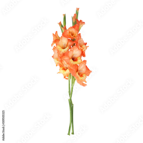 Orange gladiolus flower stems isolated on transparent background 
