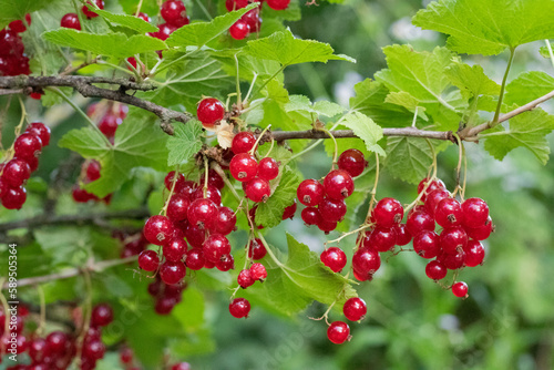 Growing red currant on the bush