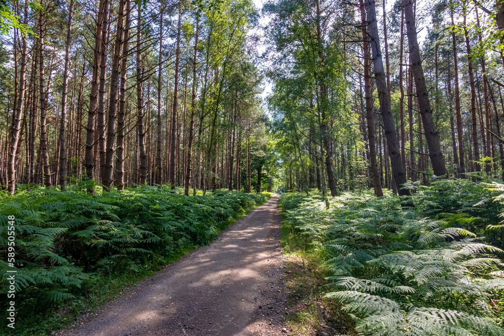 Fototapeta premium Fuß und Radweg durch den Darsser Urwald.