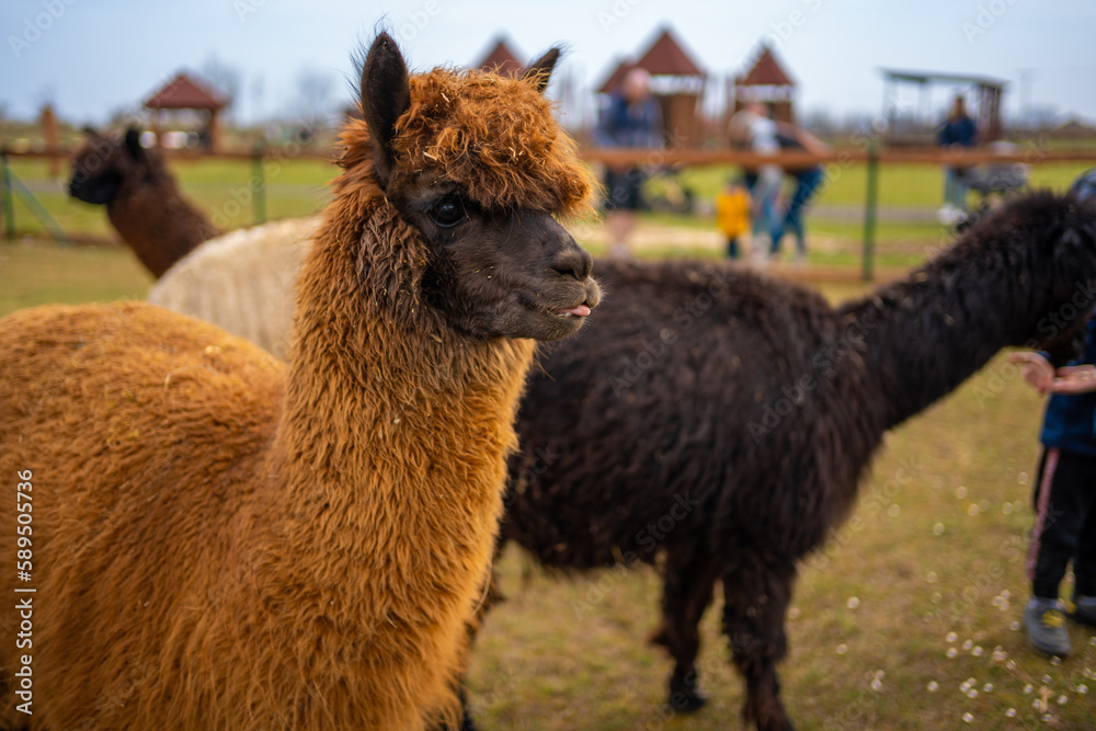 Fototapeta premium Lamas in contact zoo with domestic animals and people in Zelcin, Czech republic.
