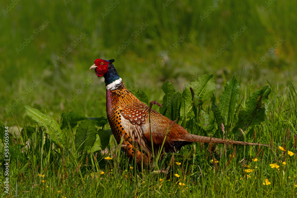 Fototapeta premium Ring-necked Pheasant (Phasianus colchicus) male showing his beautiful colors in the courtship period in a meadow in Gelderland in the Netherlands. Green background