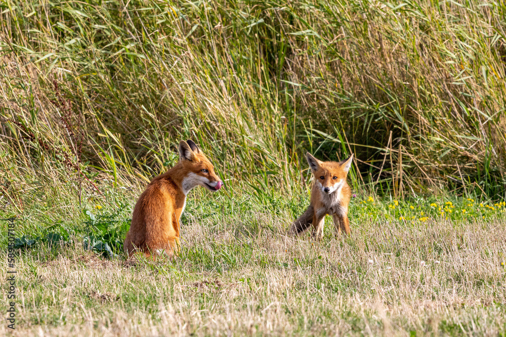 Fototapeta premium Zwei junge Füchse auf der Wiese.