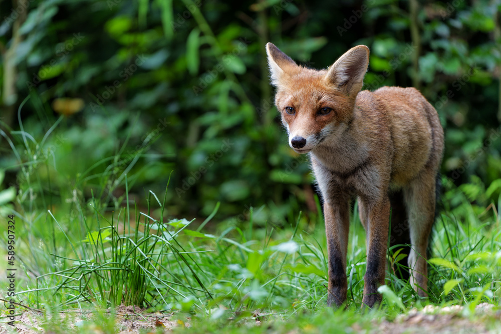 Young Red Fox (Vulpes vulpes) searching for food in the forest of Noord-Brabant in the Netherlands  