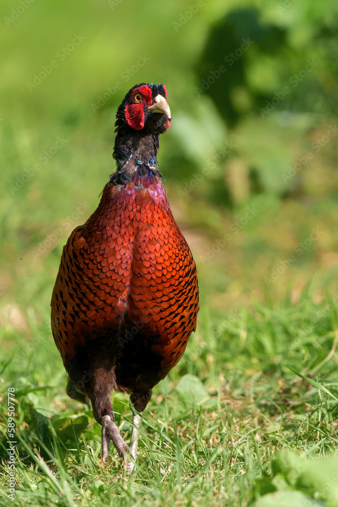 Naklejka premium Ring-necked Pheasant (Phasianus colchicus) male showing his beautiful colors in the courtship period in a meadow in Gelderland in the Netherlands. Green background