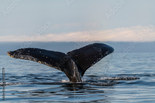 View of a whale tail in the sea of Unalaska bay, Unalaska, Alaska, United States.