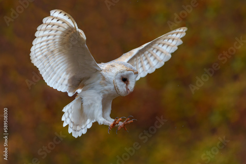 Barn Owl (Tyto alba) flying in an apple orchard with autumn colors in the background in Noord Brabant in the Netherlands                      