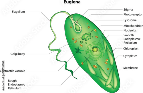 Φωτογραφία euglena