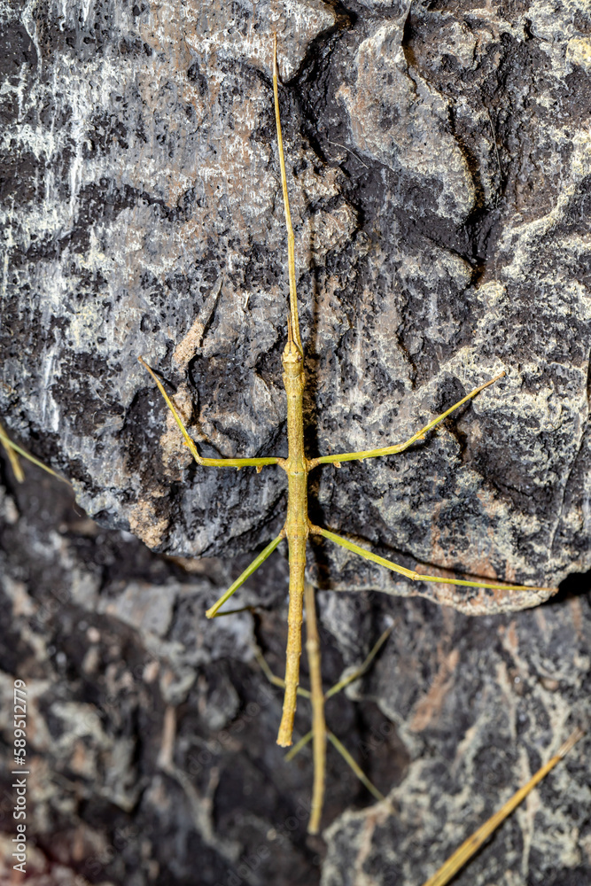 Stick Insect. Phasmatodea. Close-up. Stick Insect. Phasmatodea. Close-up.
