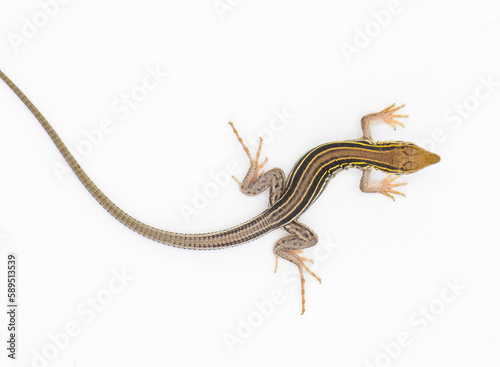 six lined racerunner lizard - Aspidoscelis sexlineatus - top dorsal view isolated on white background. They thrive in hot arid Sandy well drained habitat. Florida example