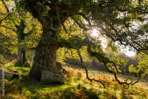 Sun rising through the branches of an ancient oak tree, in autumn, Dartmoor, Devon photo