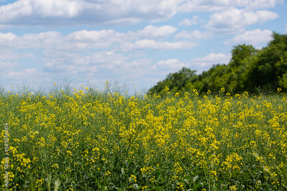 A field of flowering mustard against a sky with clouds