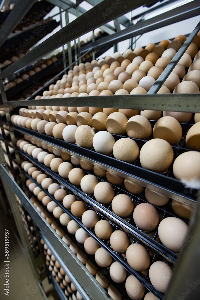 Stack of chicken eggs on hen plant. Closeup photo. Stack of chicken eggs on hen plant. Closeup photo.