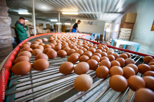 North Kazakhstan, May 12, 2012: Sorting fresh chicken eggs by size on conveyor on food plant