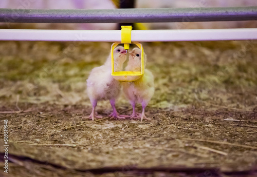 Baby chickens in coop drinking water