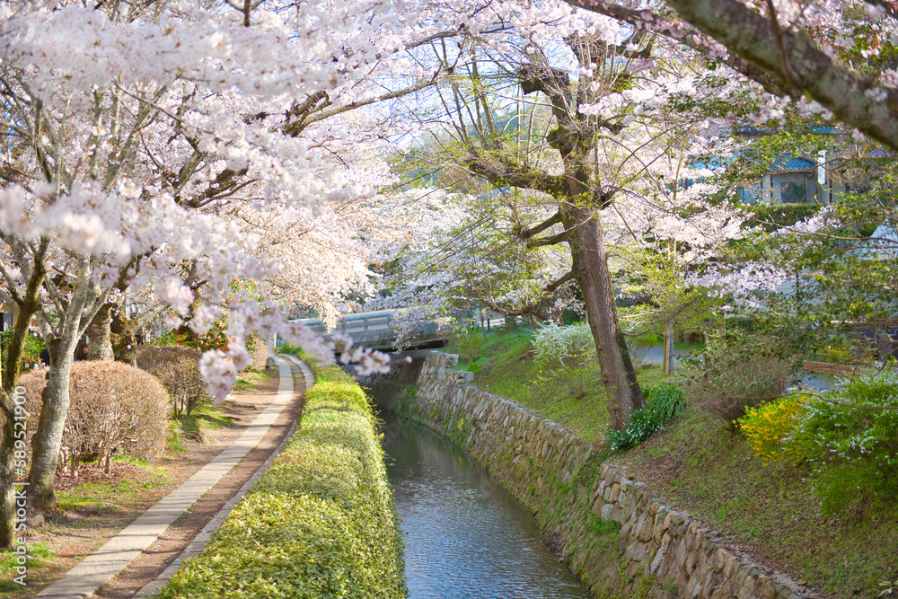 Cherry Blossoms along the Philosopher's Path Cherry Blossoms along the Philosopher's Path