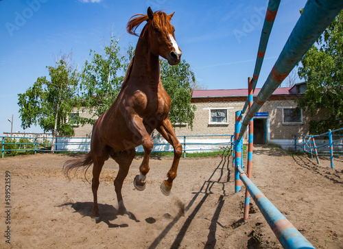 Young brown horse jums in ranch photo