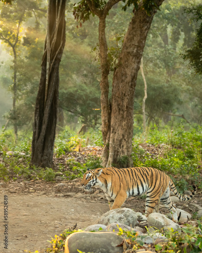 wild female bengal tiger or panthera tigris in natural scenic scenery background and winter light fog mist in safari at dhikala forest jim corbett national park or tiger reserve uttarakhand india asia