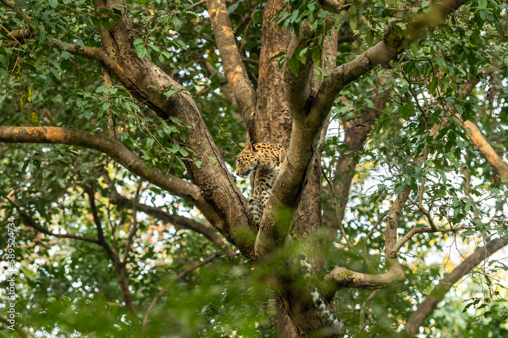 wild male leopard or panther or panthera pardus fusca on tree trunk in natural green background at dhikala zone of jim corbett national park forest uttarakhand india asia