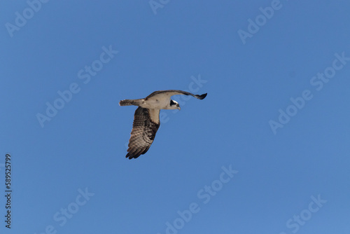 This beautiful osprey was soaring in this blue sky when I took this picture. This large size hawk has such a huge wingspan. The raptor looked magnificent with the striped wing pattern and white belly.